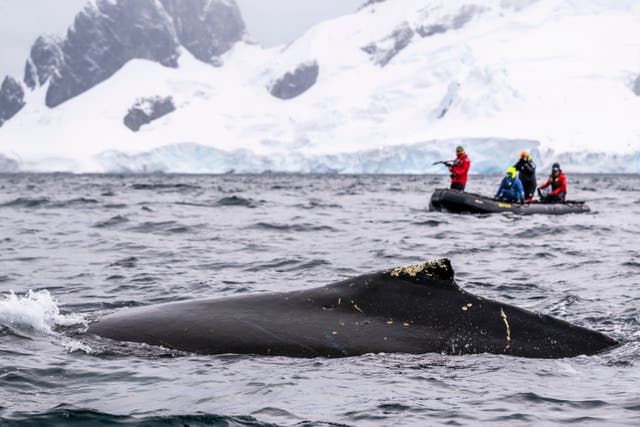 The secret lives of Antarctic whales: how to balance tourism and ...