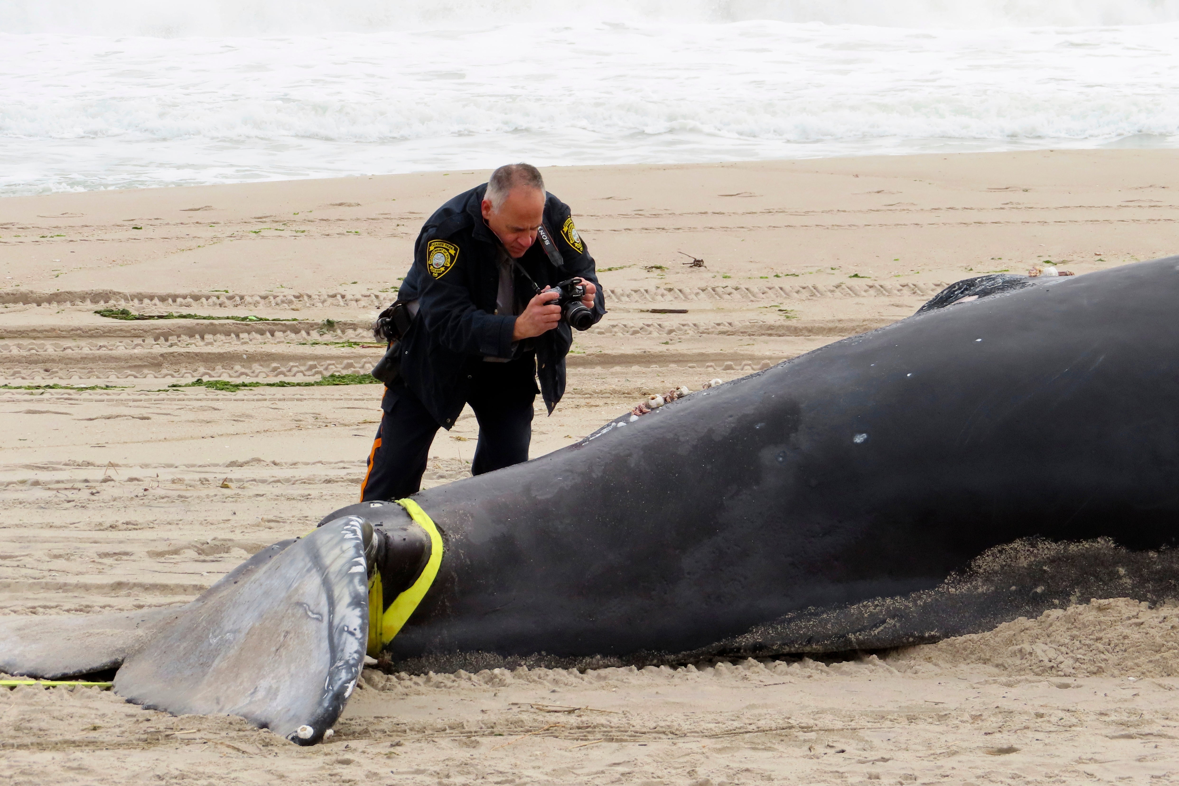 Offshore Wind-Dead Whales