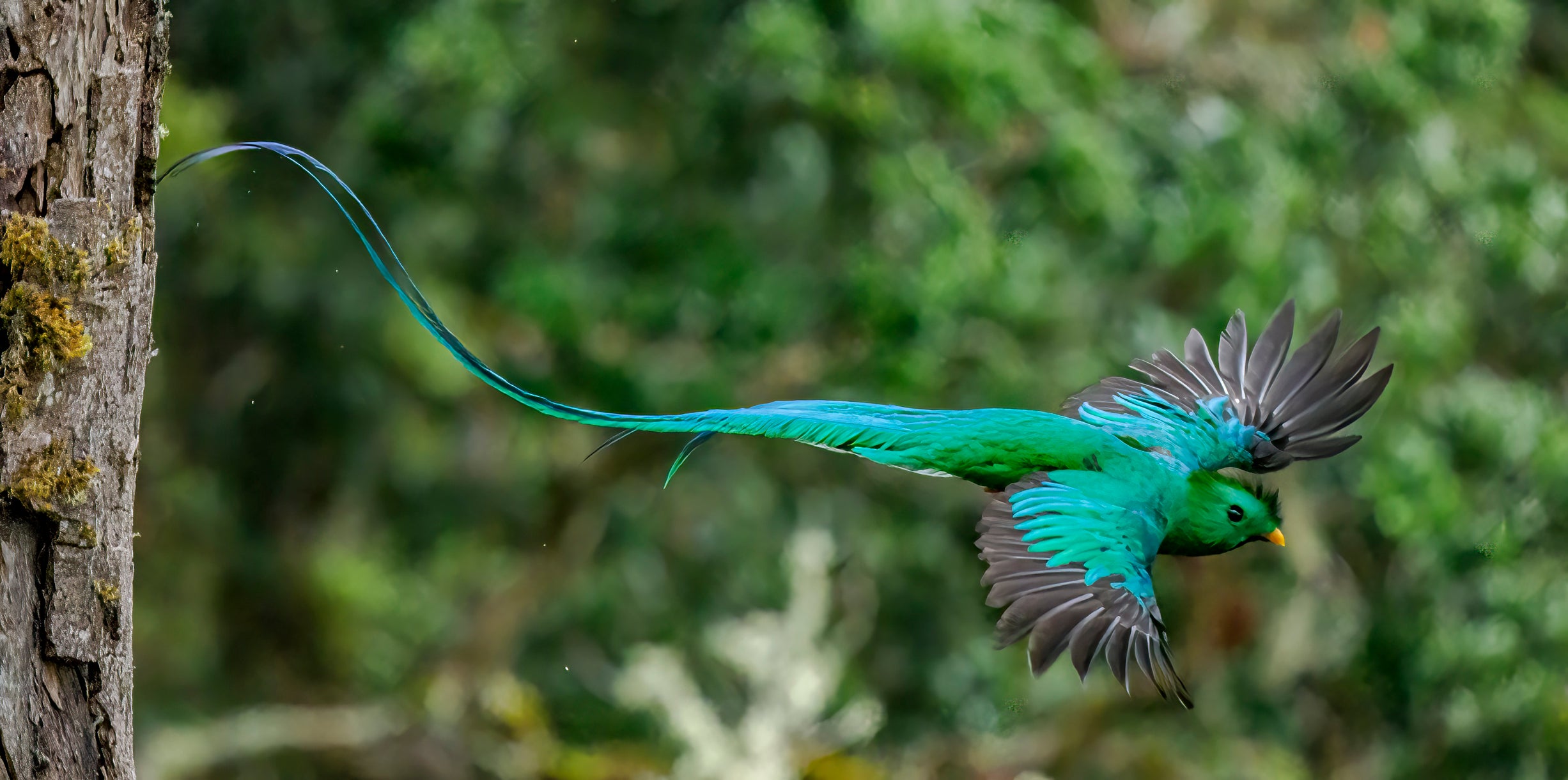 A resplendent quetzal on the wing