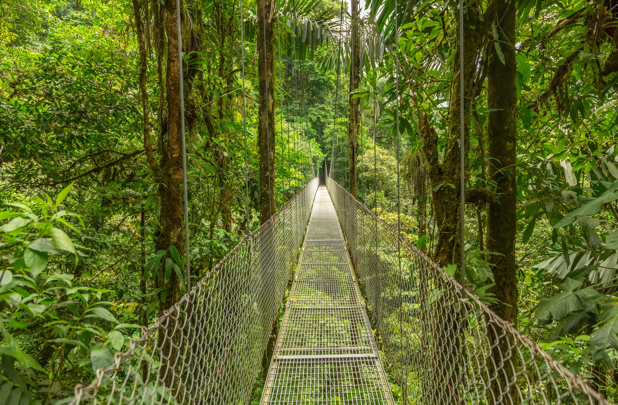 A hanging bridge in Monteverde, Costa Rica