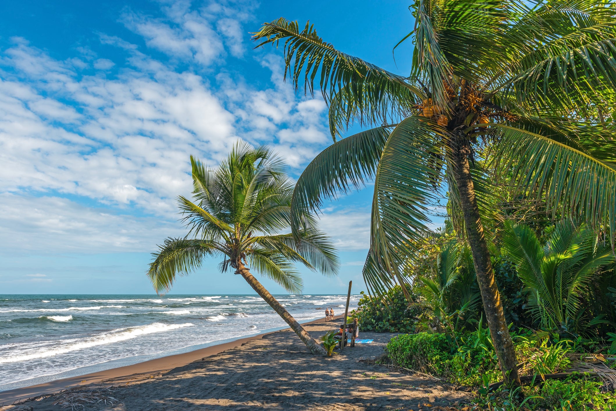 People walking along the tropical rainforest beach in Tortuguero with beautiful palm trees and turquoise water, Costa Rica, Central America