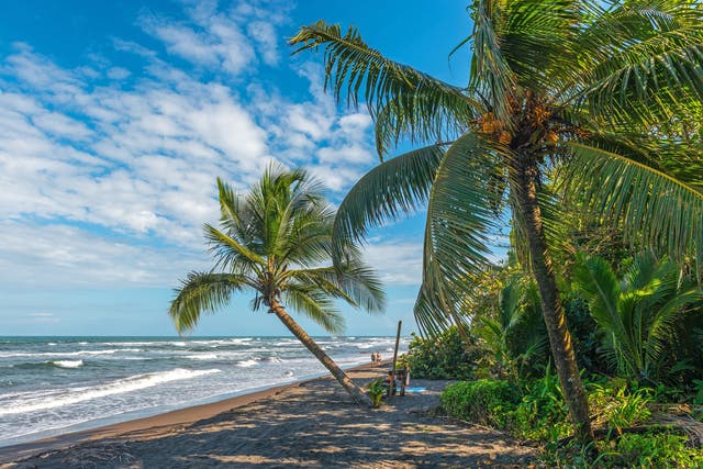 <p>People walking along the tropical rainforest beach in Tortuguero with beautiful palm trees and turquoise water, Costa Rica, Central America</p>