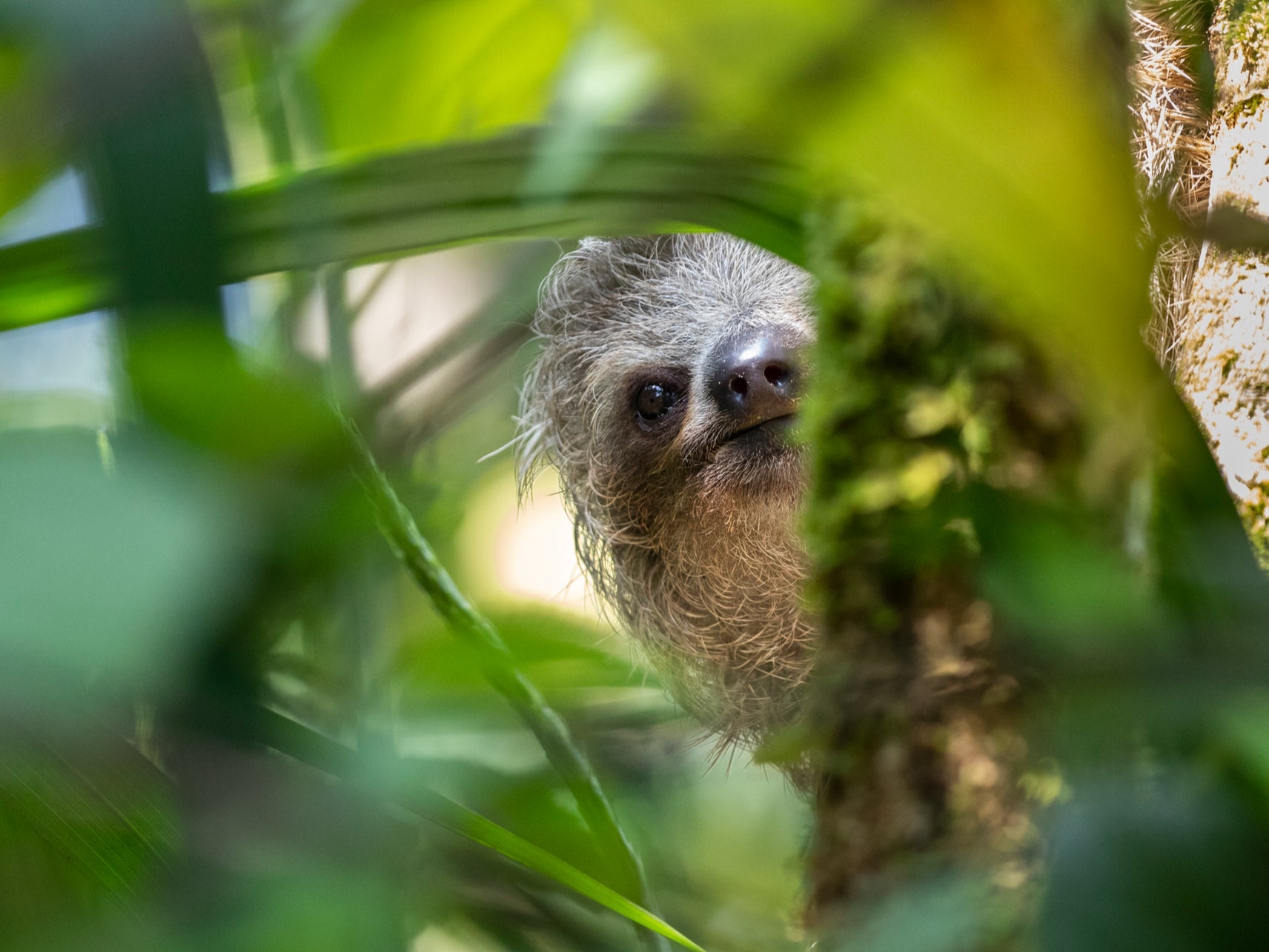 A three-toed sloth in the canopies of Costa Rica