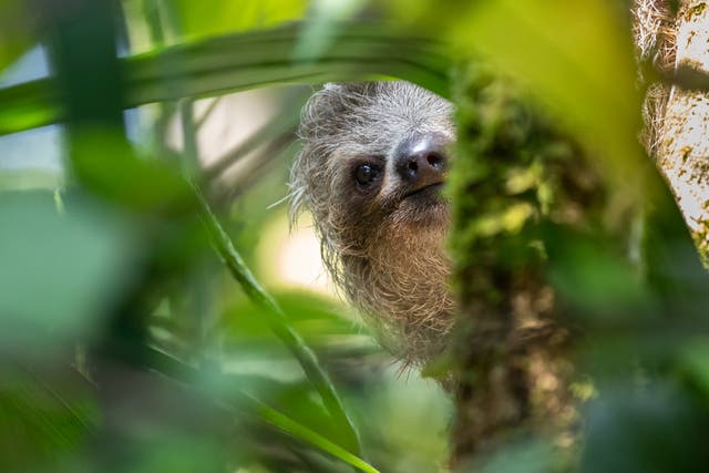 <p>A three-toed sloth in the canopies of Costa Rica</p>