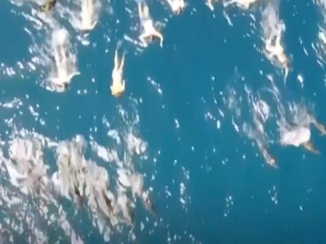 <p>A group of swimmers in Hawaii pursue a pod of wild spinner dolphins, which is prohibited under federal law </p>
