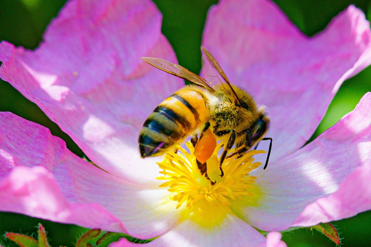 Honey bees could help track microorganisms in cities, scientists say