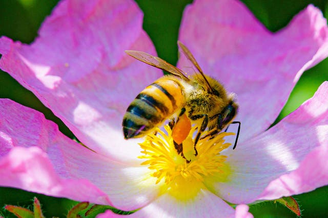 Honey bees provide a snapshot of a city’s landscape and health, scientists say (Ben Birchall/PA)