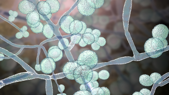 Candida auris is a potentially deadly, drug-resistant yeast that can spread easily in healthcare facilities, including through people who carry the fungus without ever becoming sick themselves.