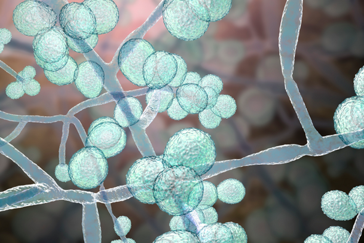 Deadly drug-resistant fungus found in 23 states, experts warn
