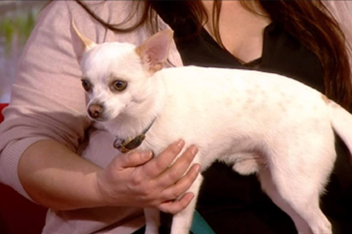 Owner of chihuahua that met Paul O’Grady thanks him for being dog’s ‘friend’