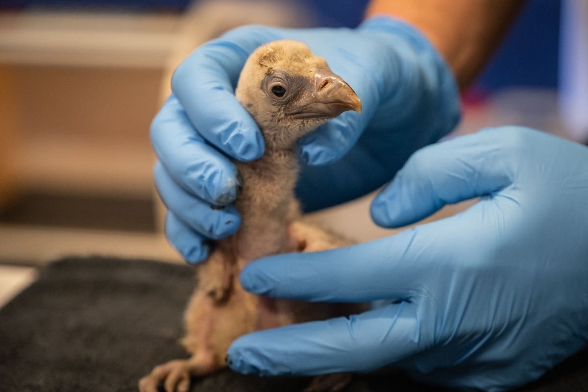 London Zoo celebrates arrival of first vulture chick, named Egbert, in 40 years