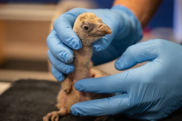 Egbert the vulture chick is the first to have been born at London Zoo in more than 40 years (ZSL London Zoo/PA)