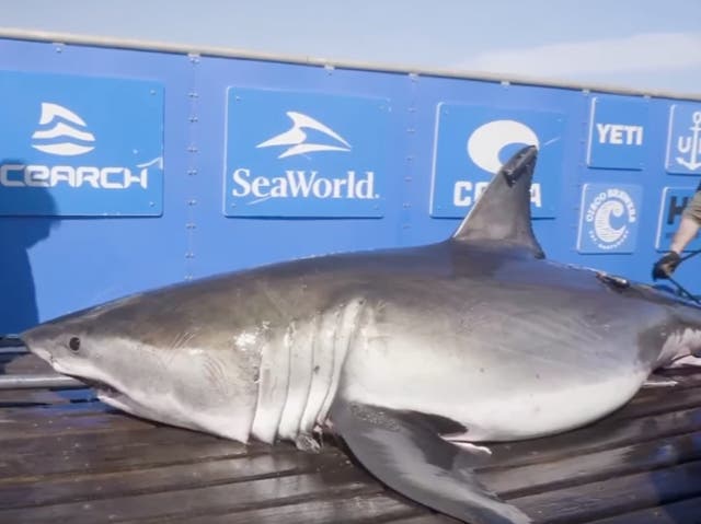 <p>A 1,400-pound white shark was found swimming off Hatteras, NC</p>