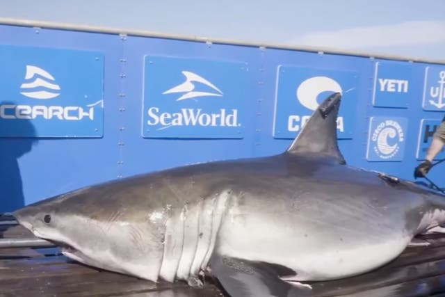 <p>A 1,400-pound white shark was found swimming off Hatteras, NC</p>