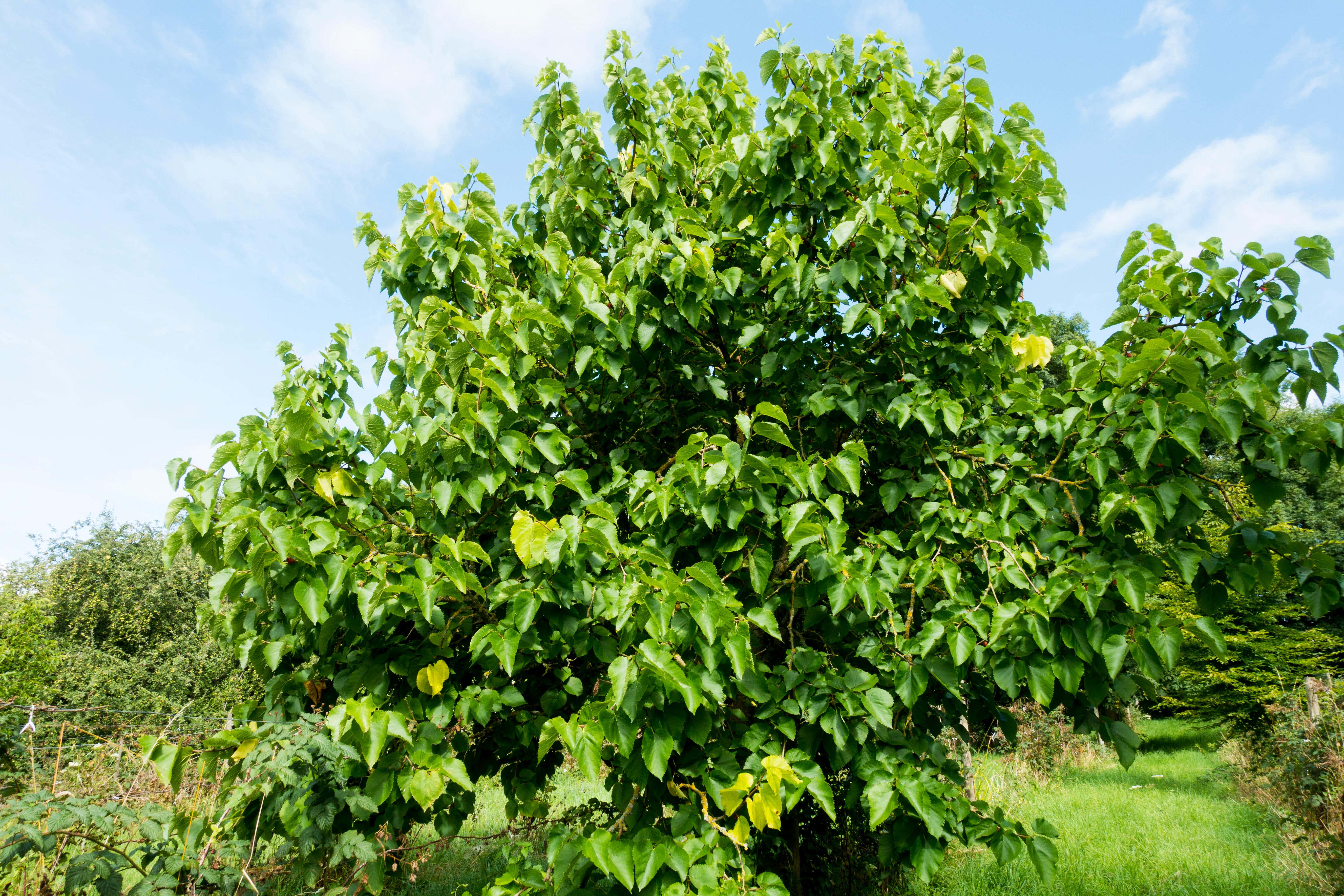 Historians believed the rhyme Here We Go Round The Mulberry Bush refers to a tree that grew inside Wakefield Prison (Alamy/PA)