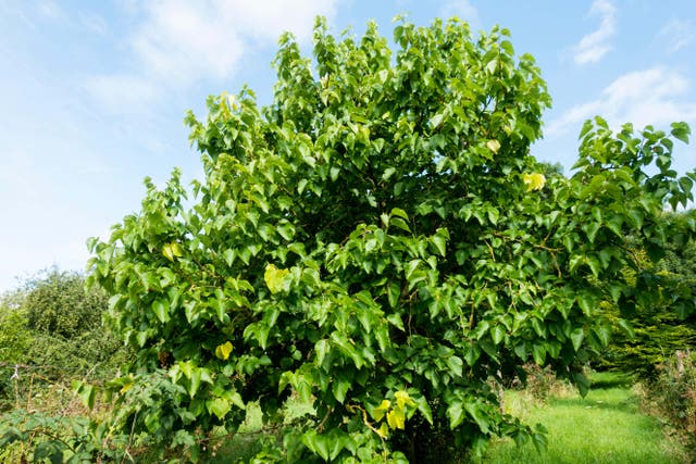 Historians believed the rhyme Here We Go Round The Mulberry Bush refers to a tree that grew inside Wakefield Prison (Alamy/PA)