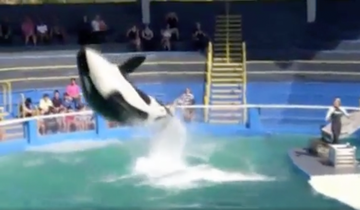 Jim Irsay joins forces with Miami Seaquarium to return Lolita the killer  whale to her home waters