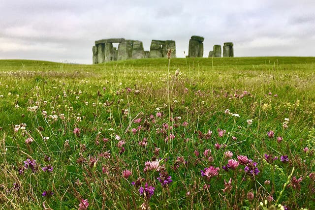 Wildflowers at Stonehenge in Wiltshire (English Heritage/PA)