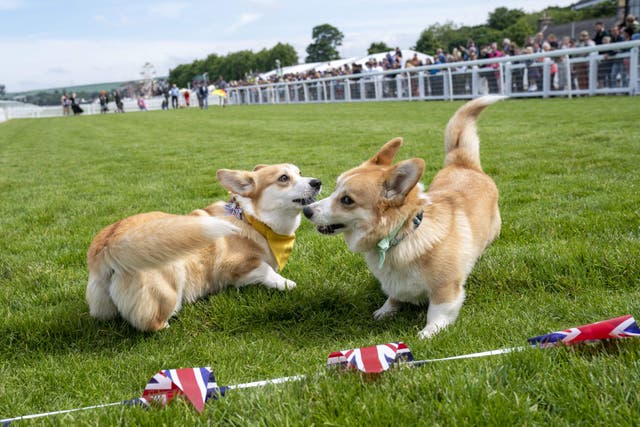 The first Corgi Derby took place at Musselburgh Racecourse last year (Jane Barlow/PA)