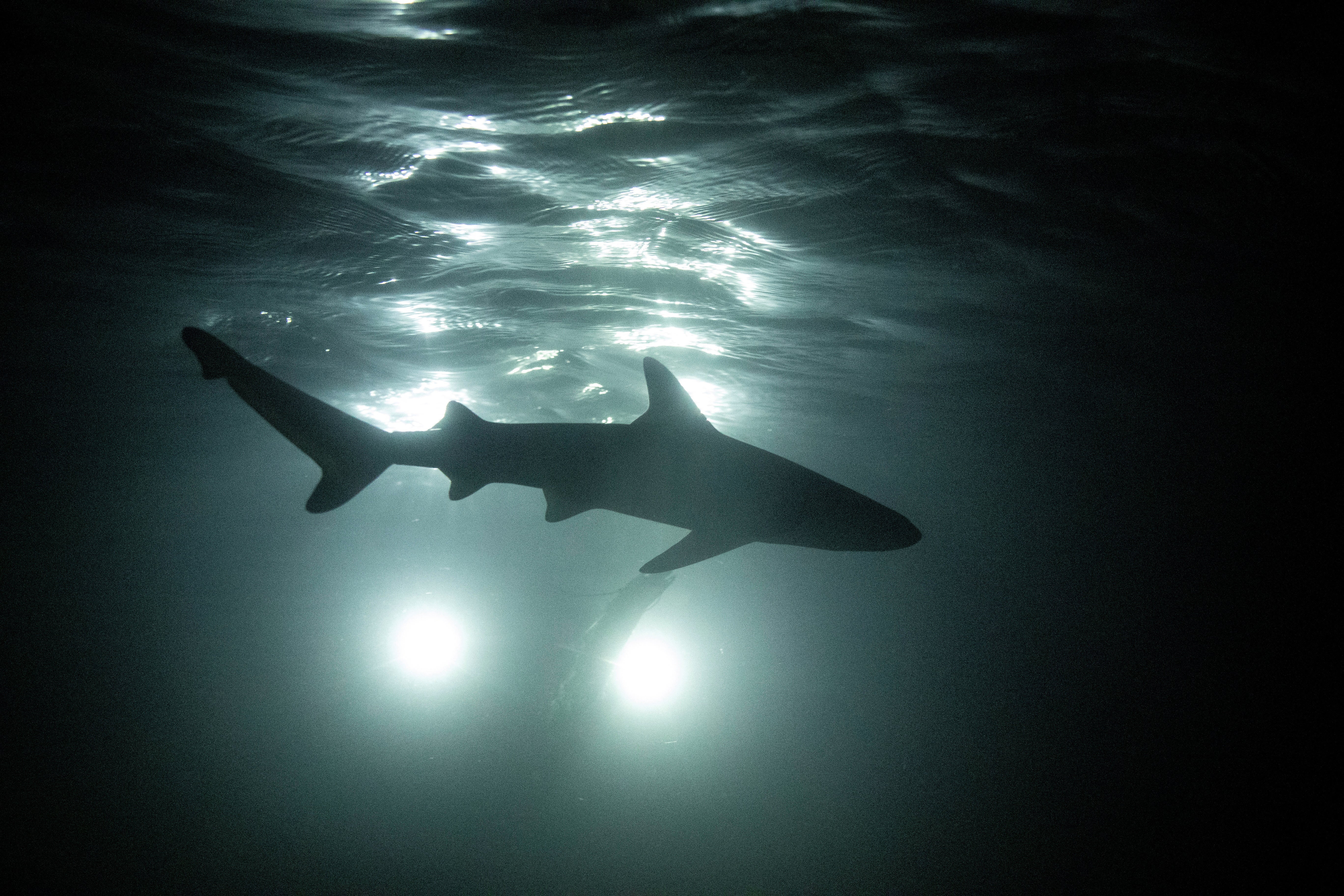 A newborn blacktip reef shark is silhouetted as it swims at night