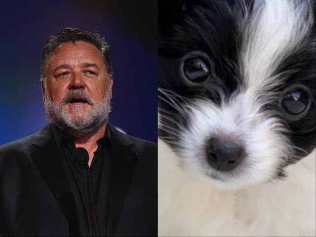 <p>Russell Crowe and dog</p>