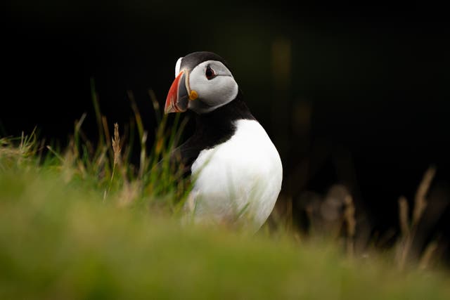 A puffin (Aaron Chown/PA)