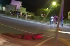 Growling alligator wrangled by police after being found roaming Florida neighborhood
