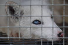 Anger at government U-turn on promised ban on fur imports