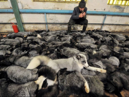 Blue foxes in Belarus