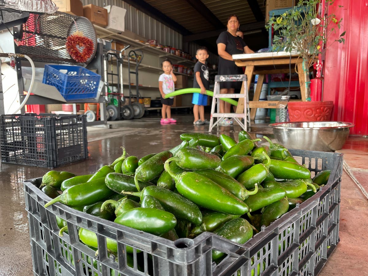 Get it while it's hot: New Mexico boosts chile production | The Independent