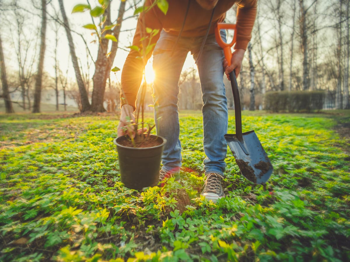 Voices: Thought veganism would never catch on? Try the next big trend: home burials