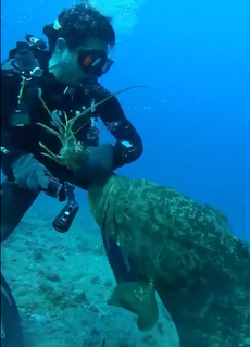 Diver fights off 7ft ‘predator’ during underwater Florida exploration