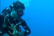 Diver fights off 7ft ‘predator’ during underwater Florida exploration