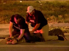 Police ‘handcuff’ nine-foot alligator on Florida street