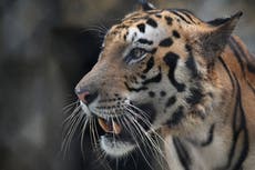India celebrates 50 years of project ‘bringing tigers back from brink of extinction’