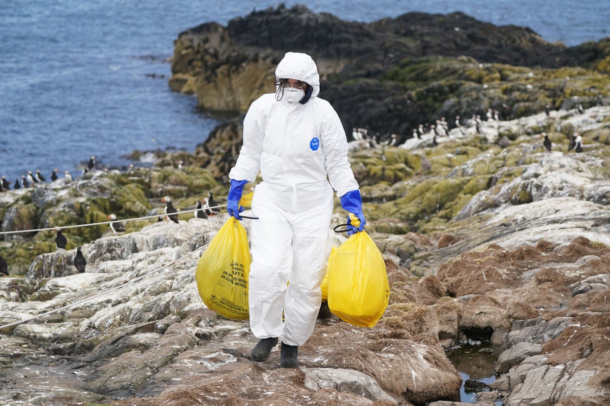 Bird flu experts ‘keeping eye on’ spread of virus to mammals | The ...