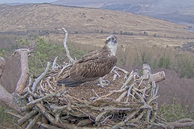 Louis the osprey has returned to his nest (Woodland Trust Media Library/PA)
