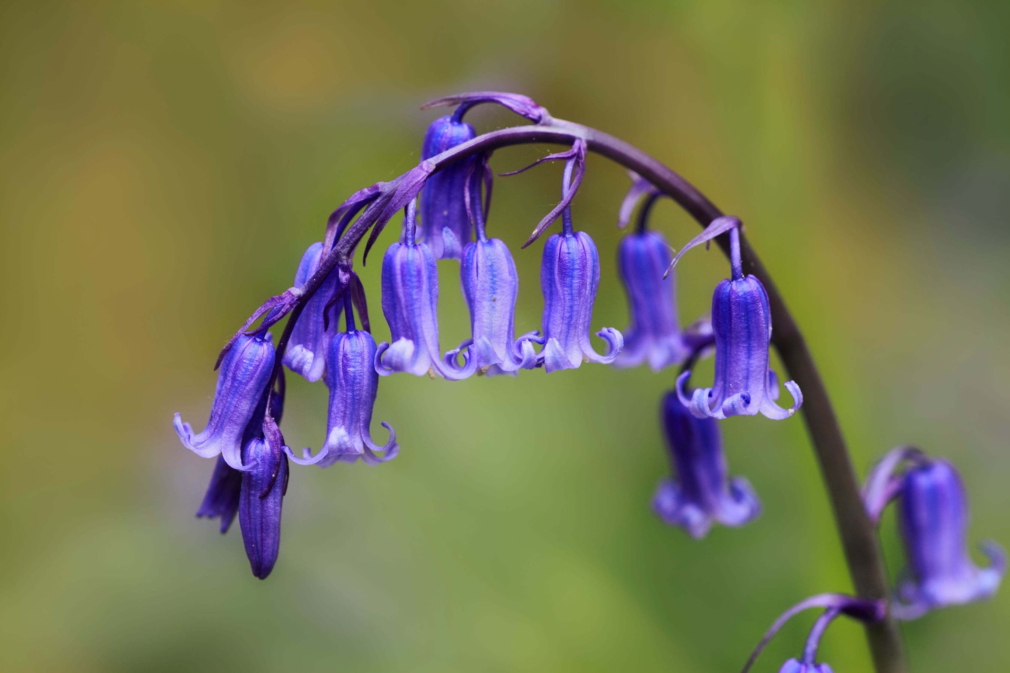 Why we should grow native bluebells