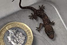 Baby gecko found in suitcase after 5,000-mile journey from Zanzibar