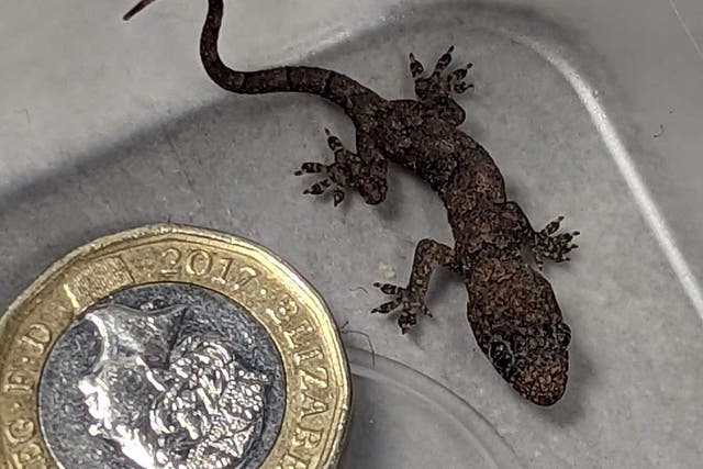 The baby gecko was found hidden inside a suitcase before it was moved to a rescue centre (PA)