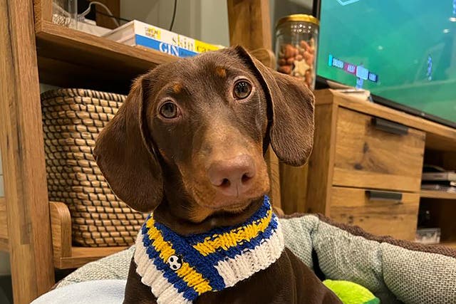 Dachshund Bertie became ill when he ate a pile of Quality Street, as vets have urged dog owners to be vigilant with Easter treats over fears pets could be poisoned by chocolate (Vets Now/PA)