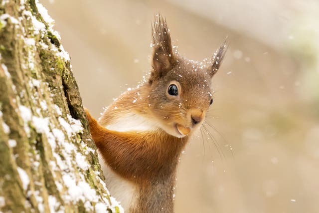 Red squirrels found living on different sides of the Isle of Wight have different genetic make-up, researchers from Bournemouth University have found (Danny Lawson/PA)