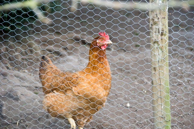 Thinking of keeping chickens? (Alamy/PA)