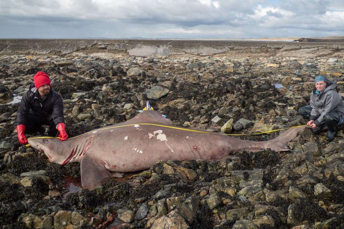 Scientist ‘couldn’t believe’ discovery of rare shark on Irish shore