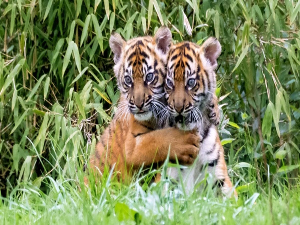 Photographer Captures the Rare Moment Newborn Tiger Cubs Emerge From a Den  for the First Time