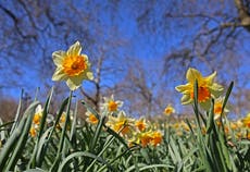 First high pollen warning of the year issued for hay fever suffers – see alerts in your area