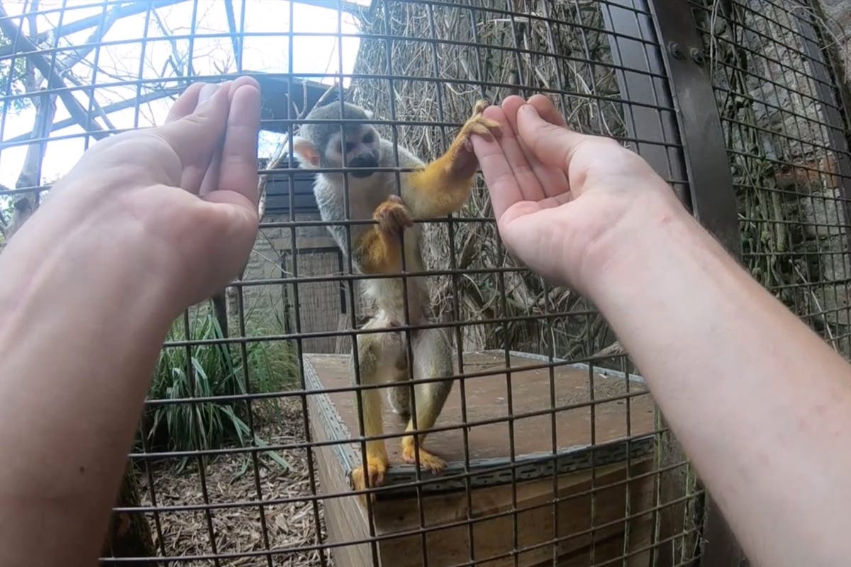 Magic trick only fools monkeys with opposable thumbs, study suggests