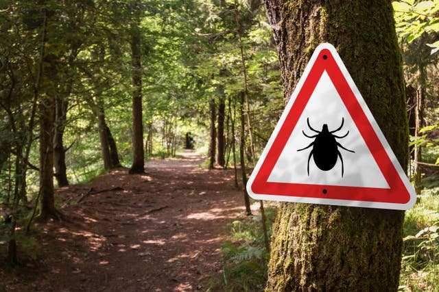Tick-borne encephalitis is “likely” to be present in the UK, health officials have said, after the first domestically acquired case of the virus was confirmed in Yorkshire (gre jak/Alamy/PA)