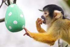 Tiger cubs, meerkats and monkeys forage for Easter eggs at London Zoo