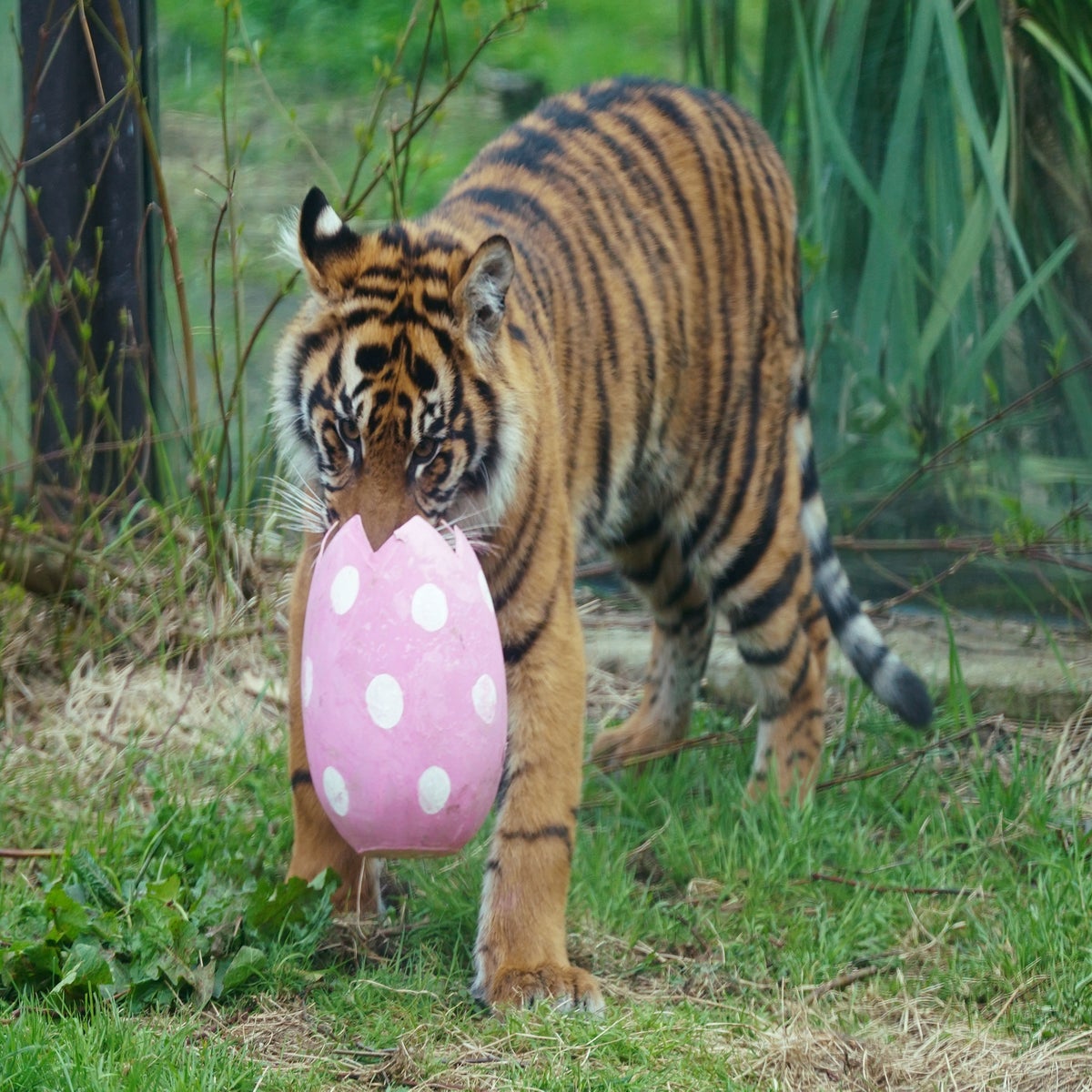 Sumatran tiger cub learns to hunt from mother at Poland zoo